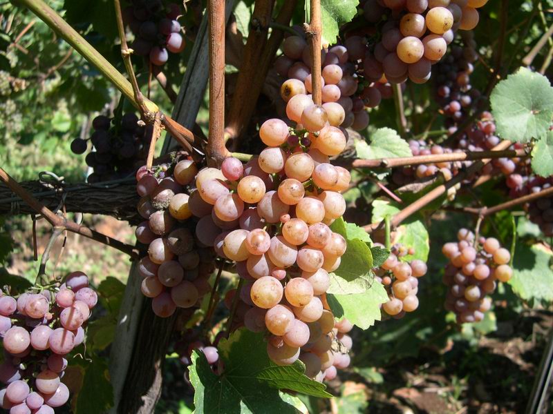 Tempo di vendemmia